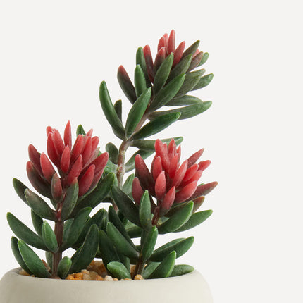 Conjunto de 3 mini plantas artificiais Cacto