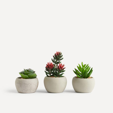 Conjunto de 3 mini plantas artificiais Cacto