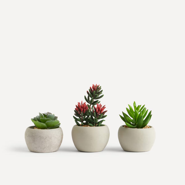 Conjunto de 3 mini plantas artificiais Cacto