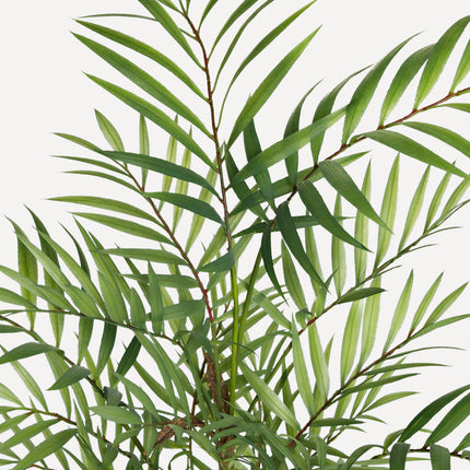 Planta Artificial Camadorea