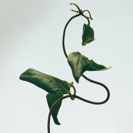 Honeysuckle Candle