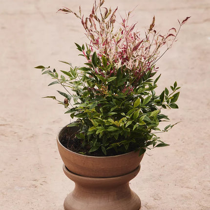SUPORTE VASOS ELEVADO TERRACOTA