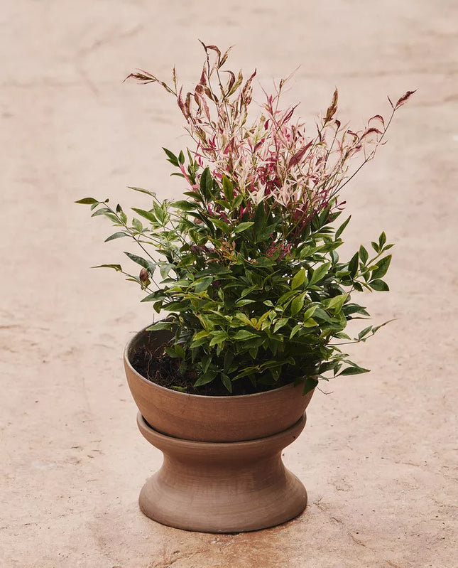 SUPORTE VASOS ELEVADO TERRACOTA