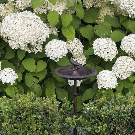 Banheira para pássaros SWALLOW Castanho